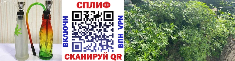 закладки  Родники  Канабис гибрид 